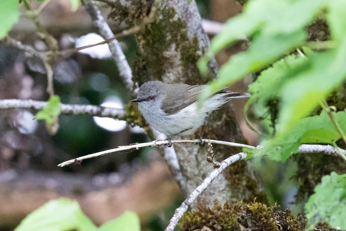 Gray Gerygone - ML646779306