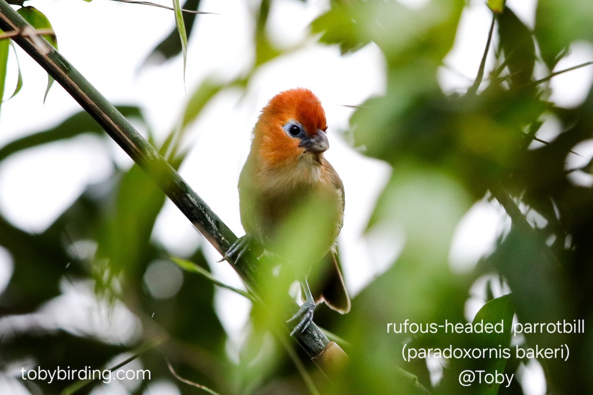 オオズアカダルマエナガ - ML646779307