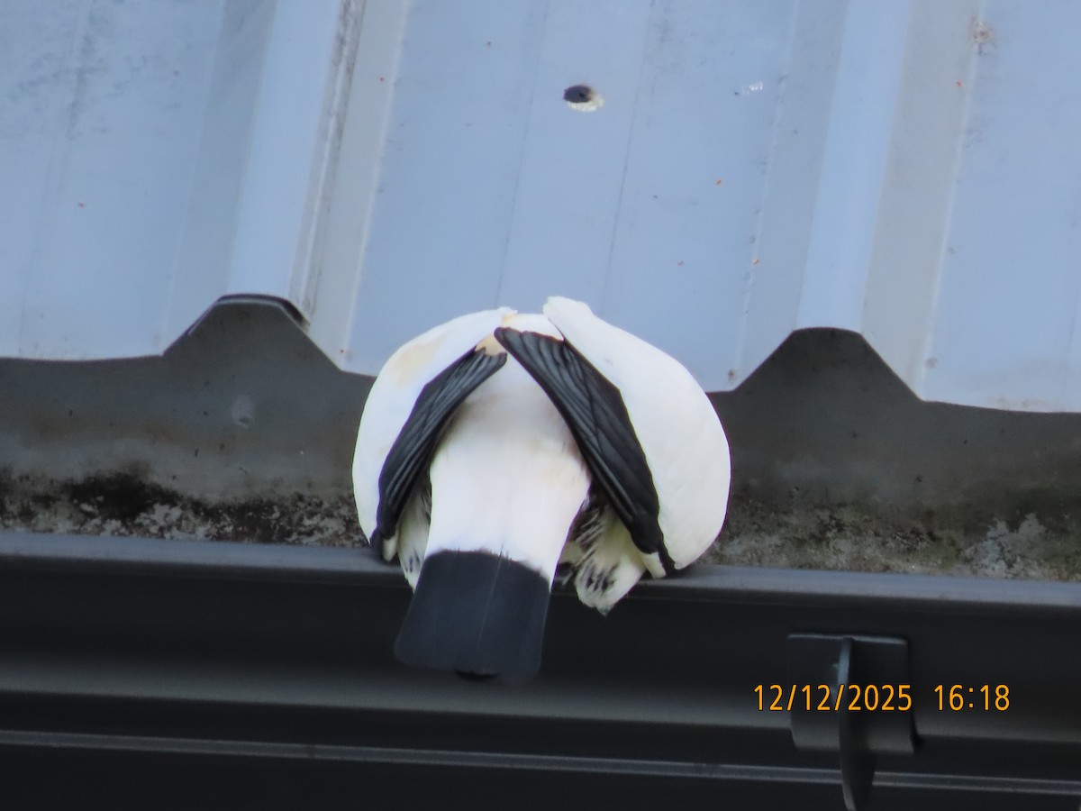 snøkeiserdue - ML646779309