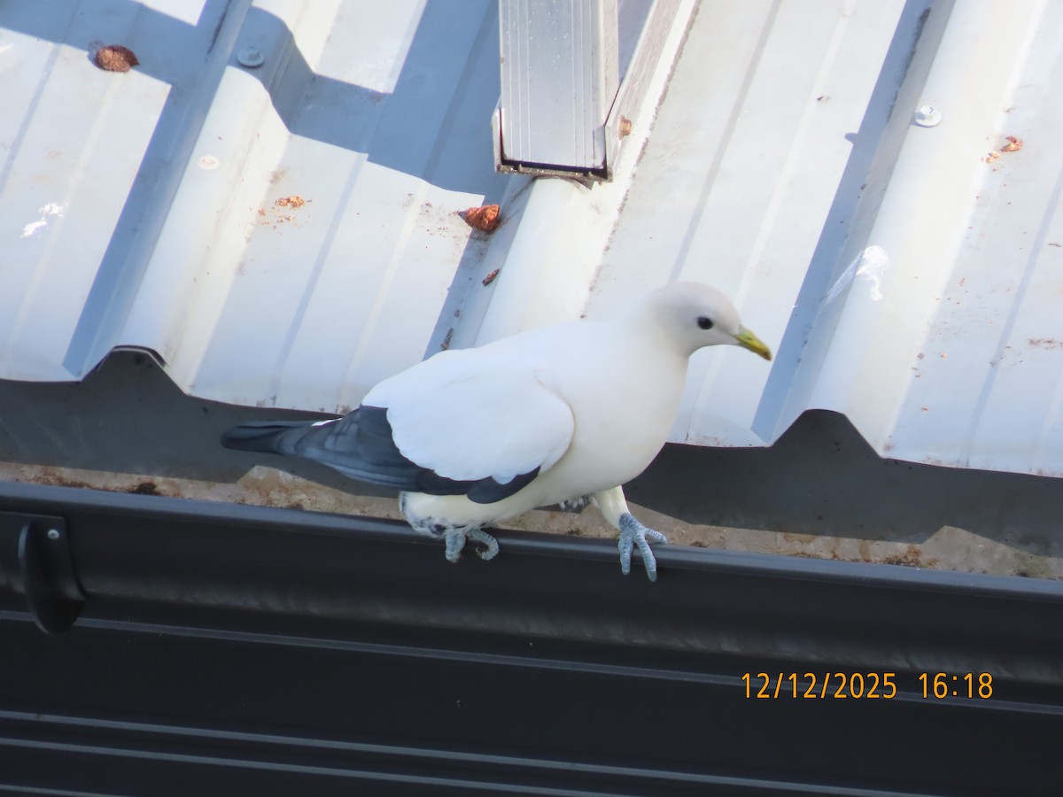 snøkeiserdue - ML646779310