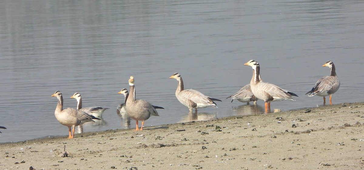 Гуска гірська - ML646779311