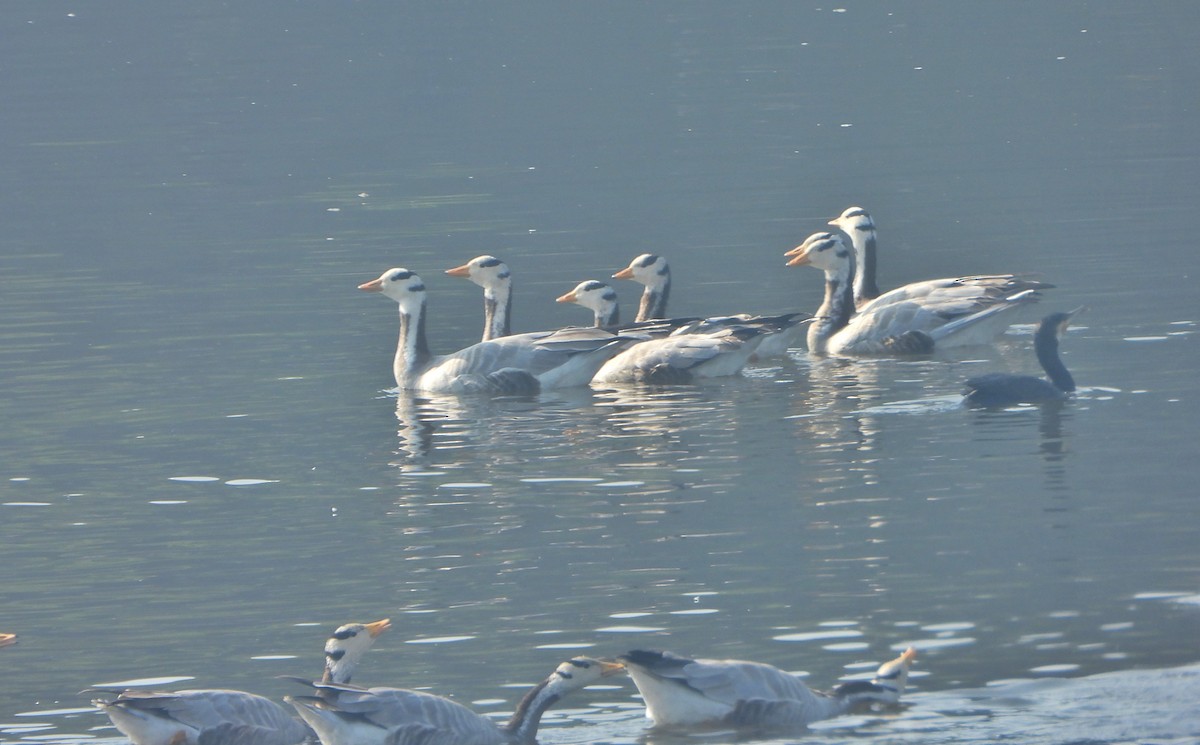 Гуска гірська - ML646779312