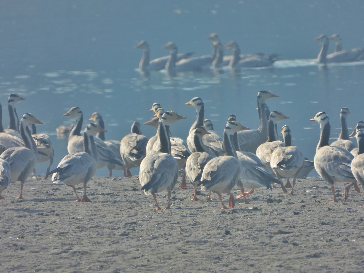 Гуска гірська - ML646779313