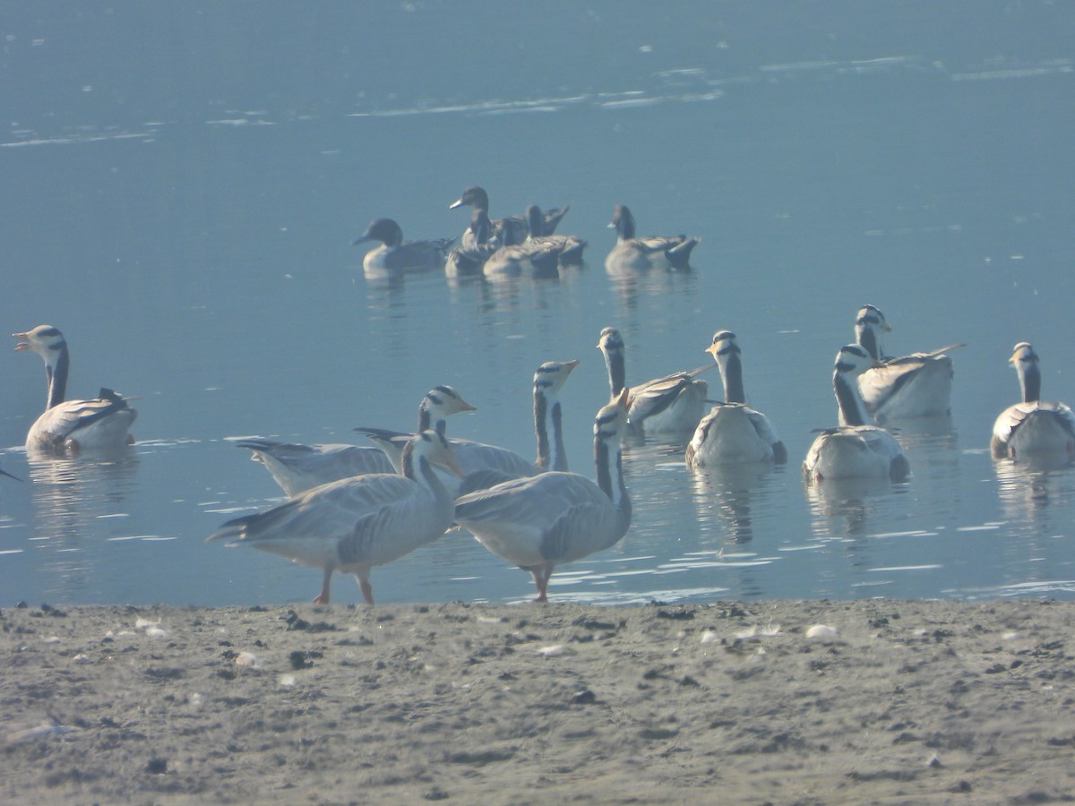 Гуска гірська - ML646779314