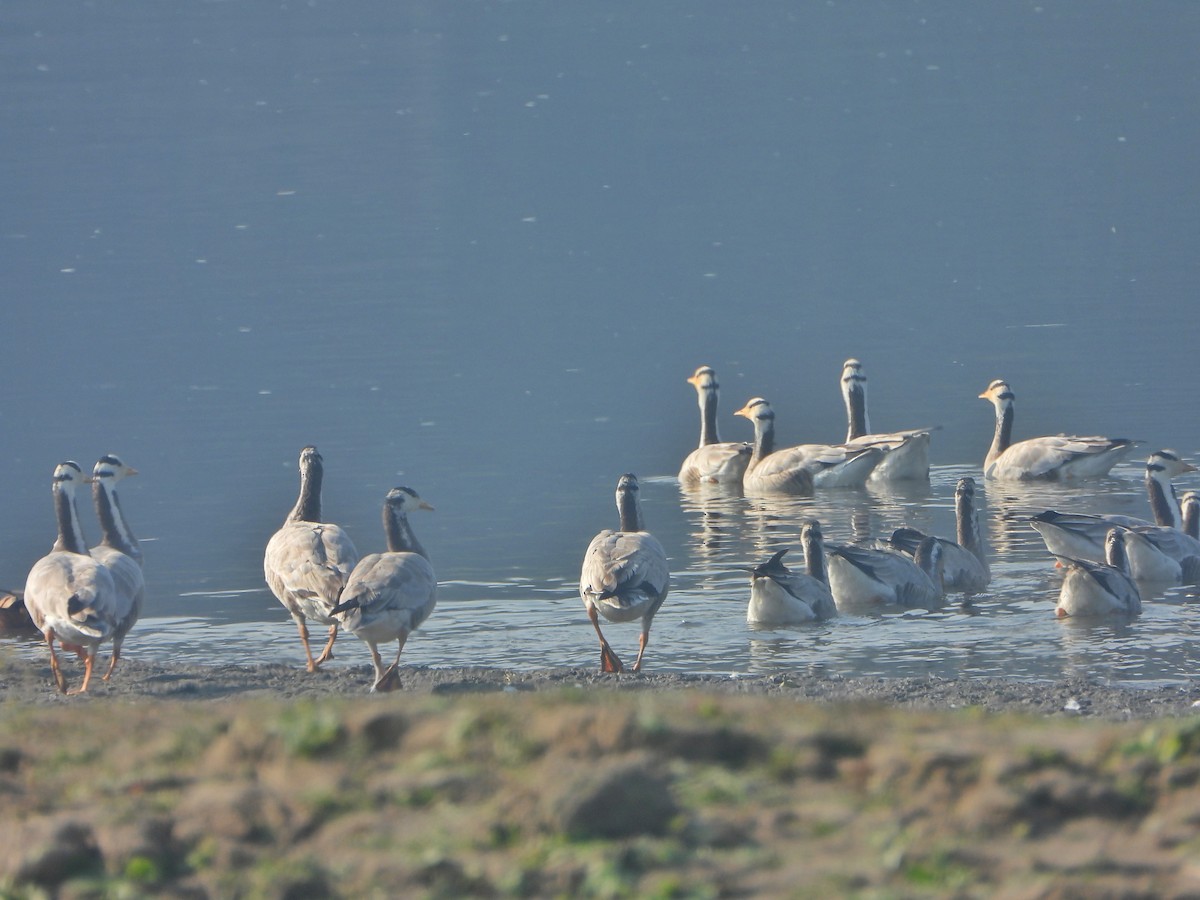 Гуска гірська - ML646779315