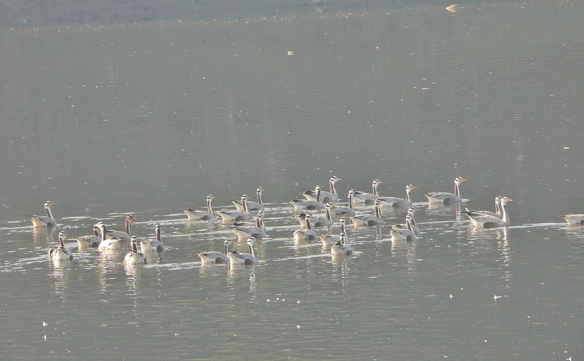 Ánsar Indio - ML646779316