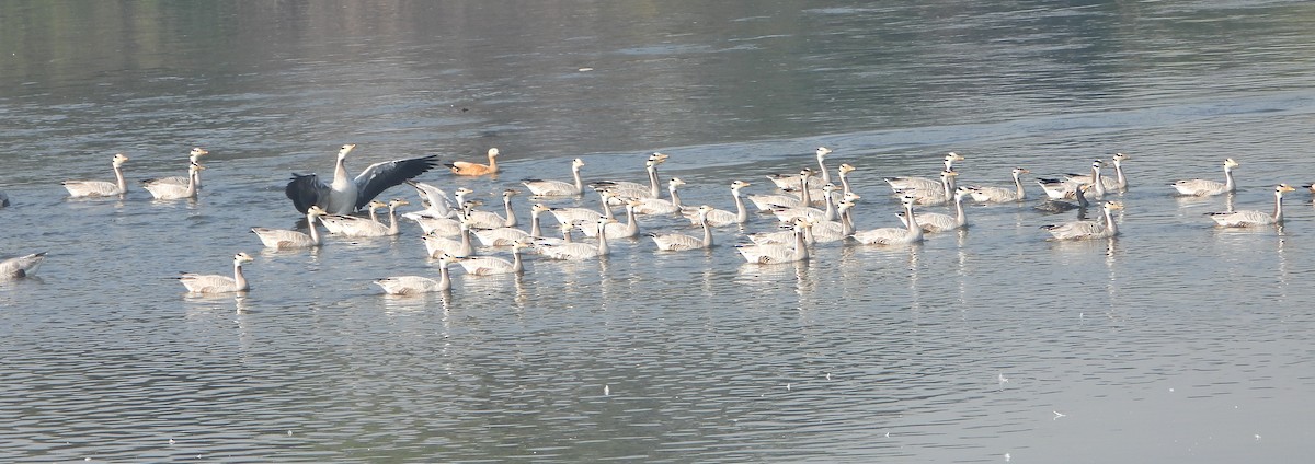 Гуска гірська - ML646779317