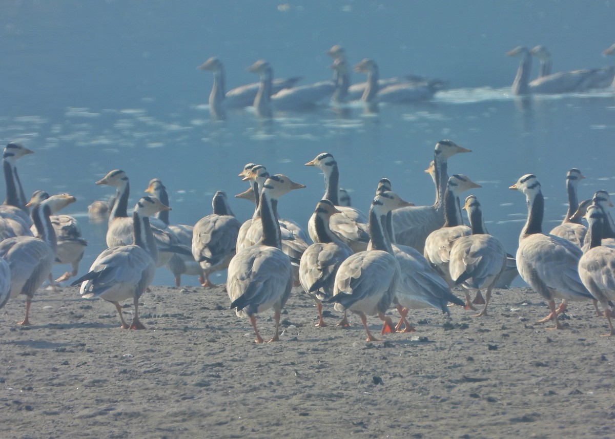 Ánsar Indio - ML646779318