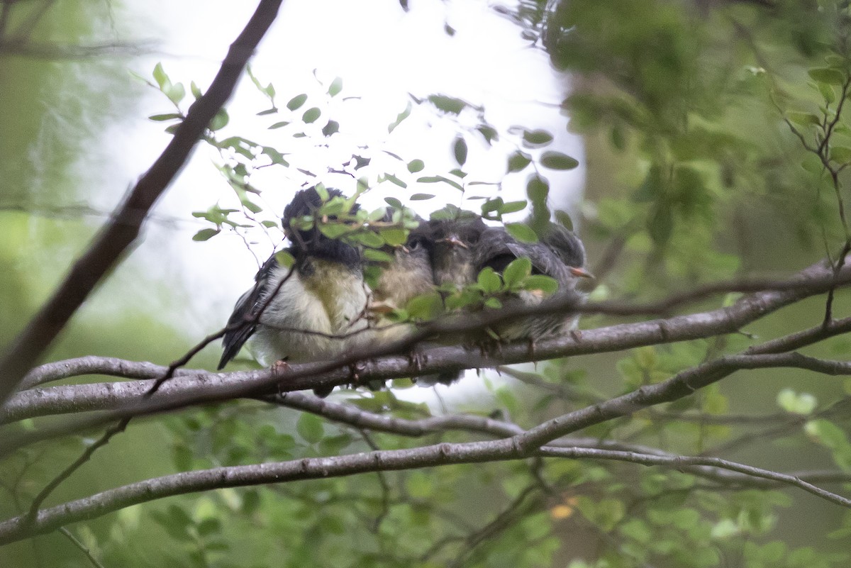 Tomtit - ML646779320