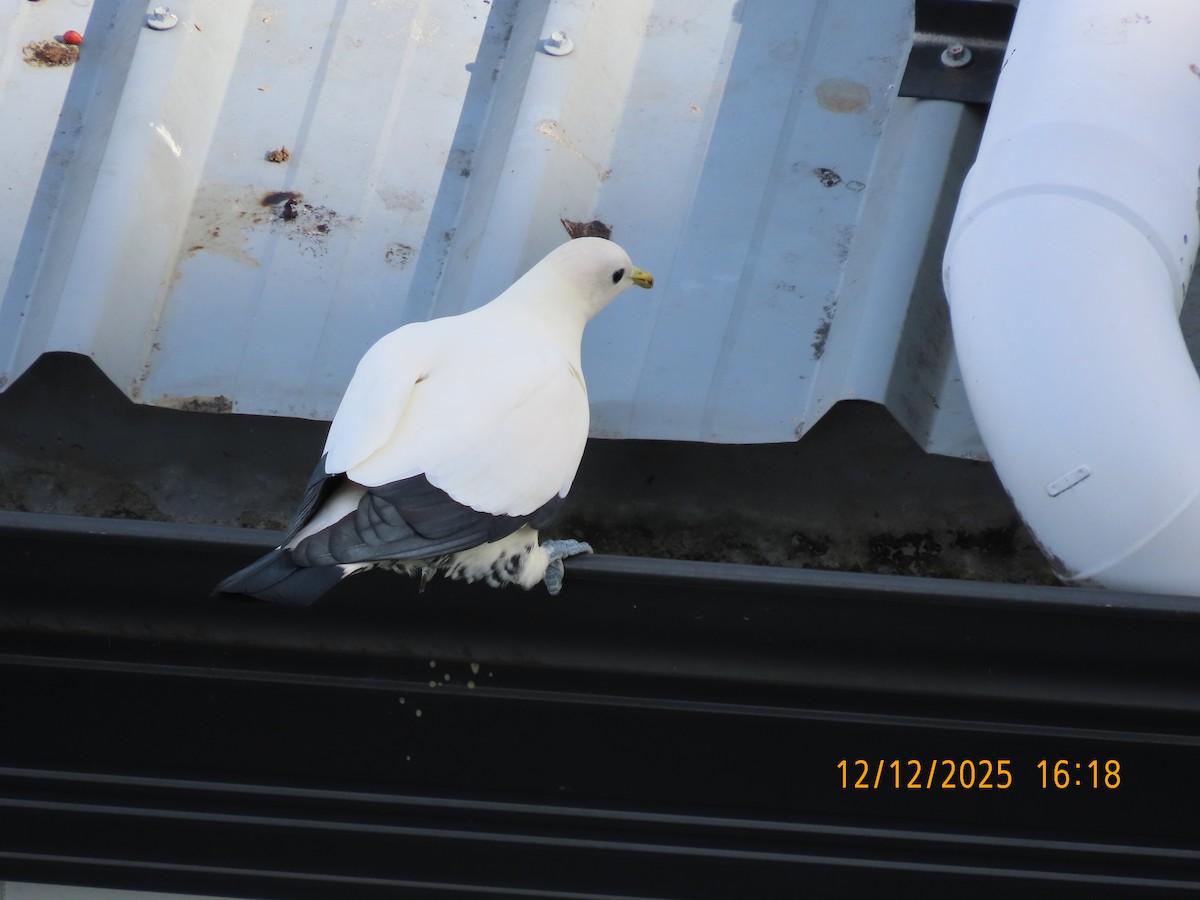 snøkeiserdue - ML646779322