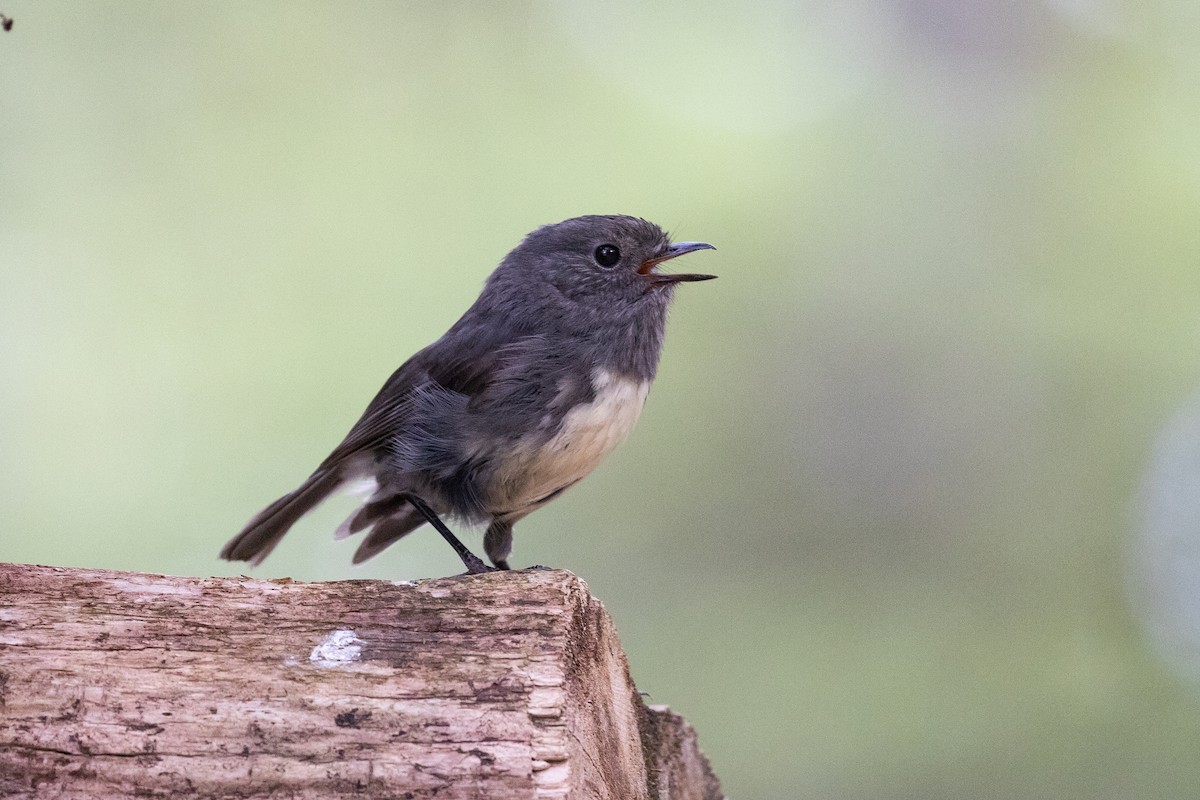 South Island Robin - ML646779323