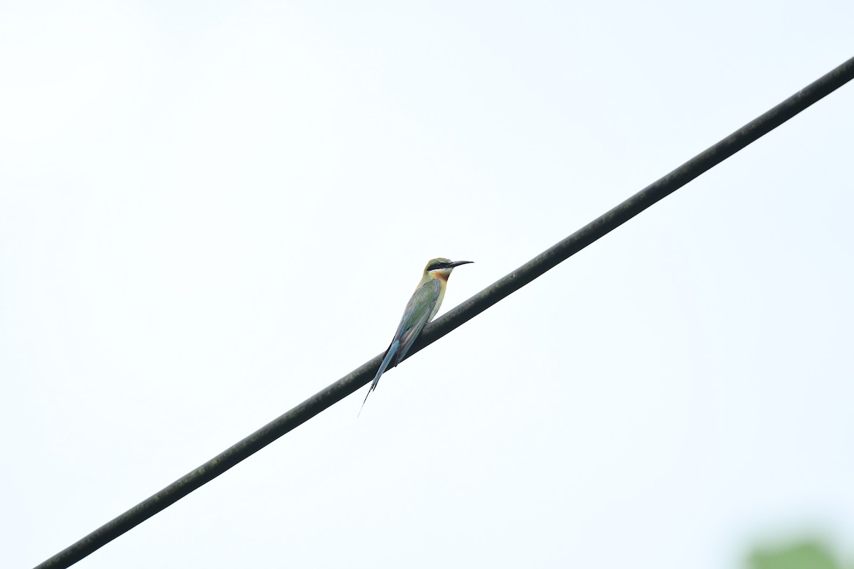 Abejaruco Coliazul - ML646779324