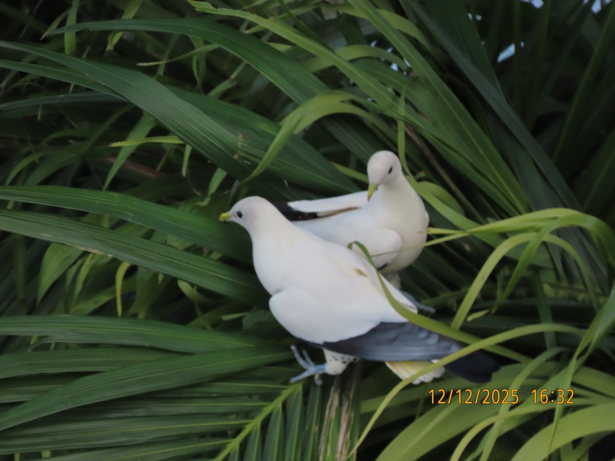 snøkeiserdue - ML646779325