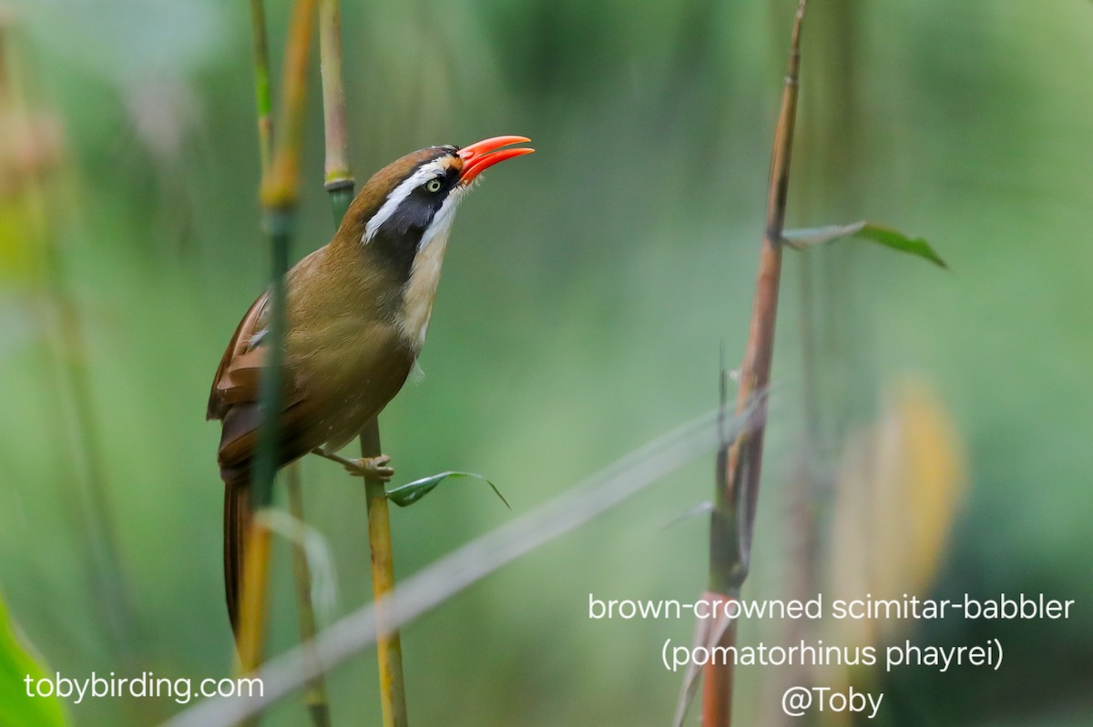 Brown-crowned Scimitar-Babbler - ML646779326