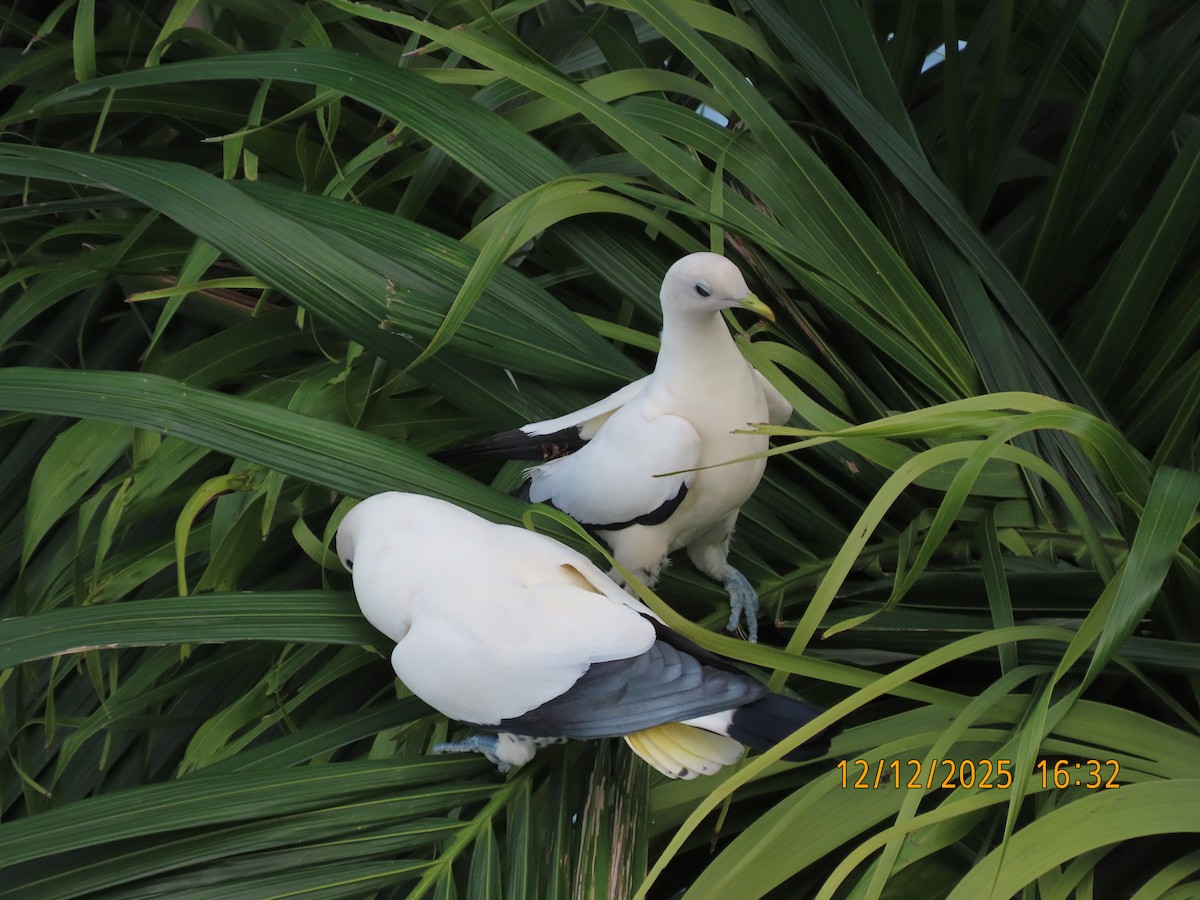 snøkeiserdue - ML646779328