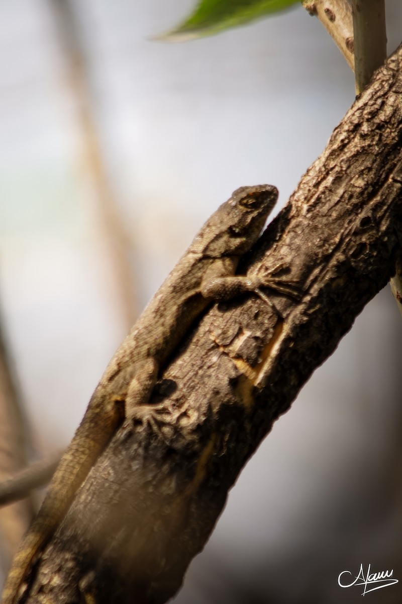 Graphic Spiny Lizard - ML646779329