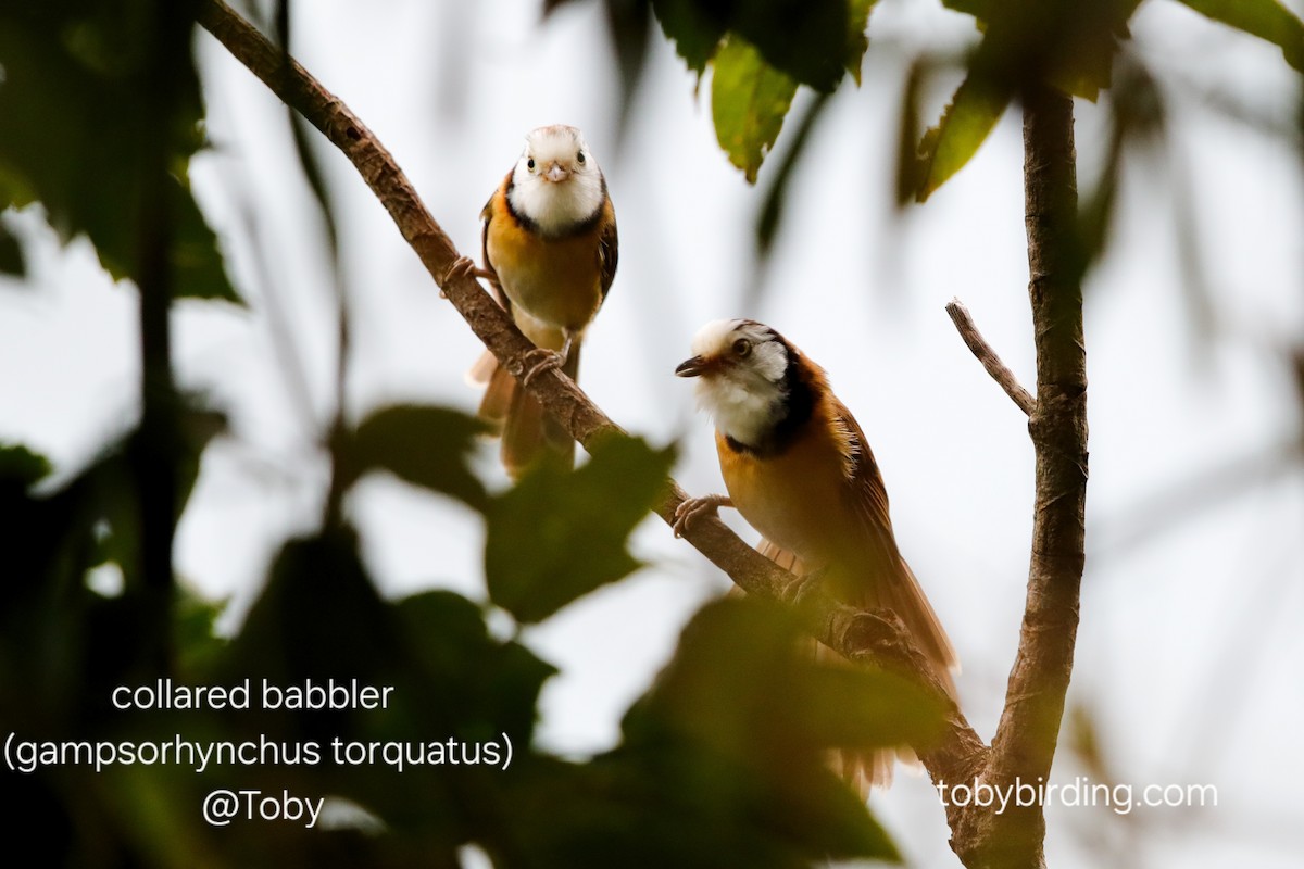 エリモズチメドリ - ML646779333