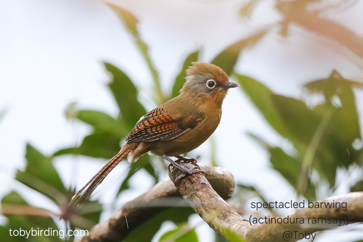 メジロシマドリ - ML646779335