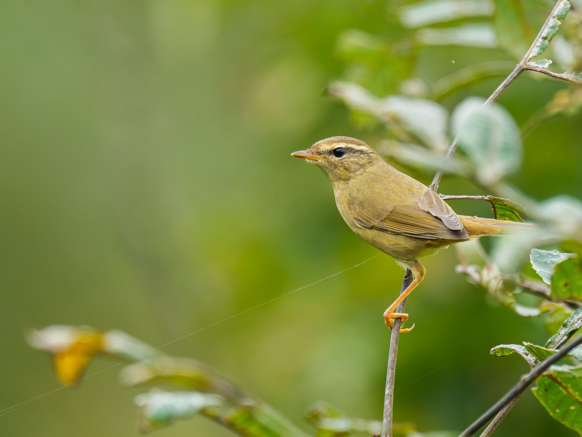 עלווית עבת-מקור - ML646779342