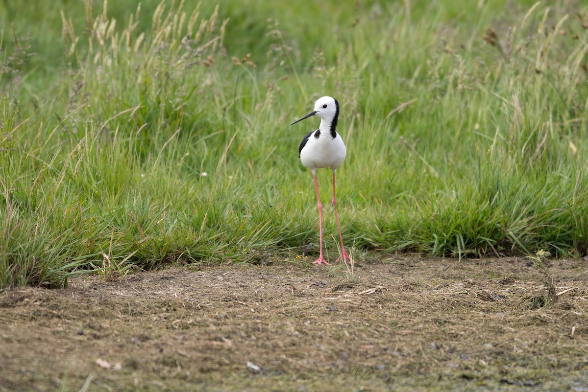 Pied Stilt - ML646779343