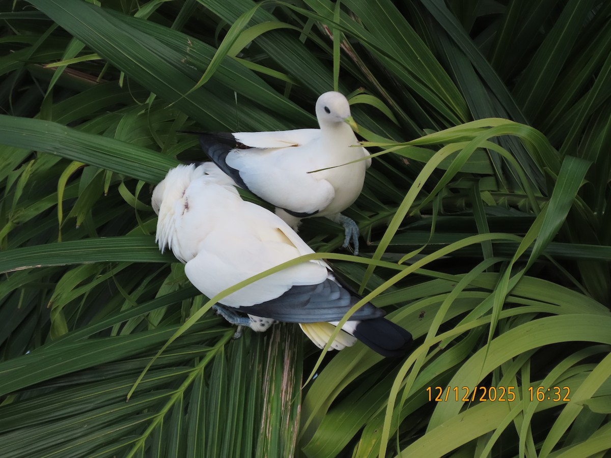 snøkeiserdue - ML646779344