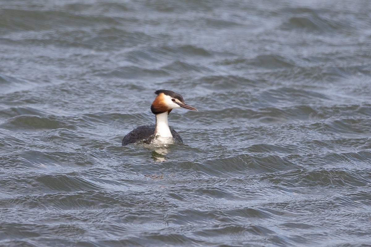 Great Crested Grebe - ML646779346