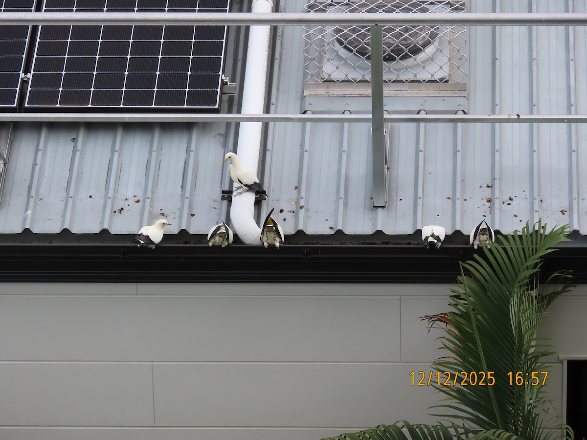 snøkeiserdue - ML646779347