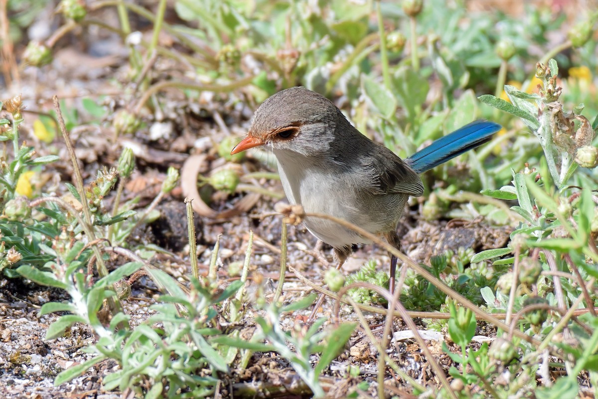Splendid Fairywren - ML646779350
