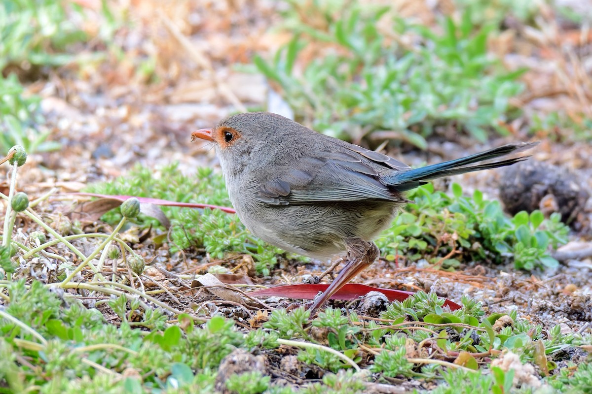 Splendid Fairywren - ML646779351