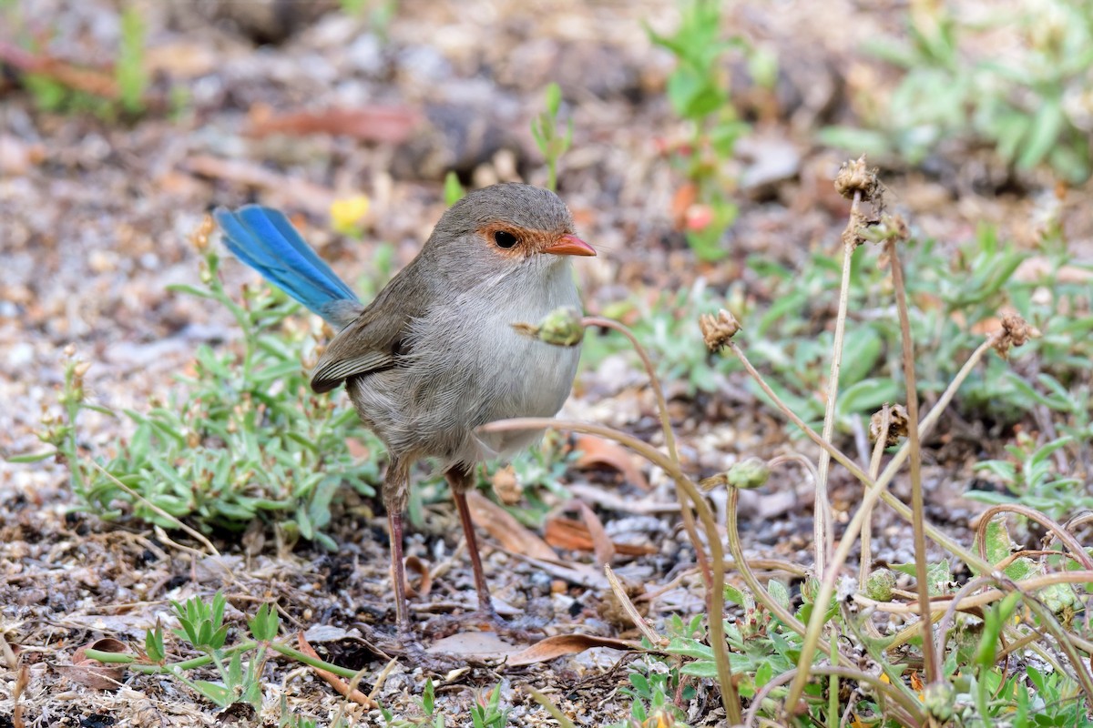 Splendid Fairywren - ML646779352