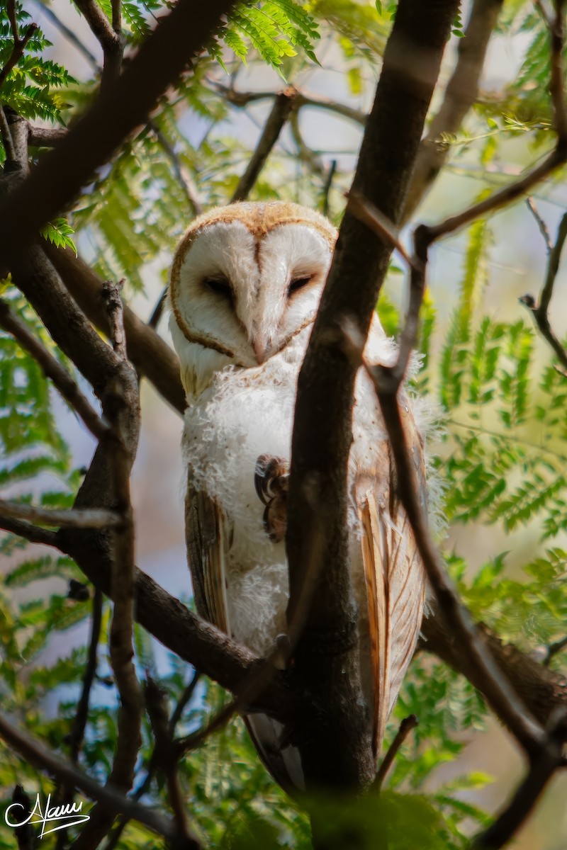 American Barn Owl - ML646779355