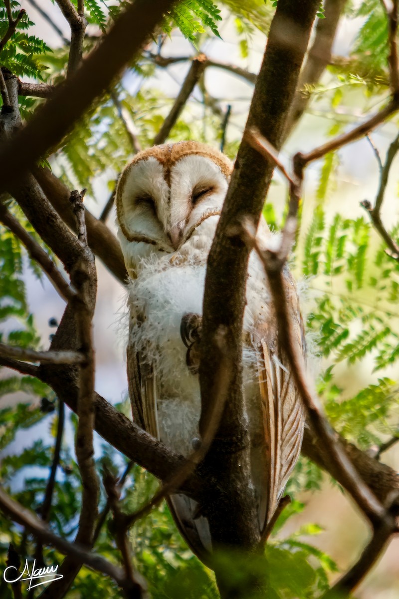 American Barn Owl - ML646779356