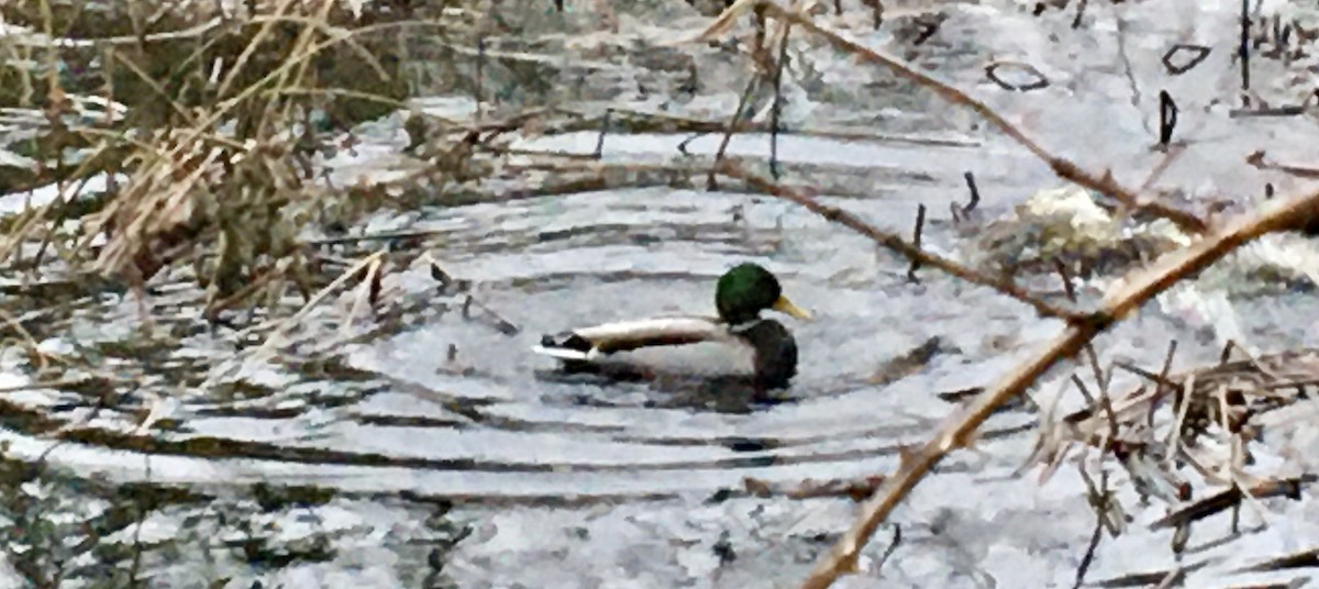 Mallard - ML646779358