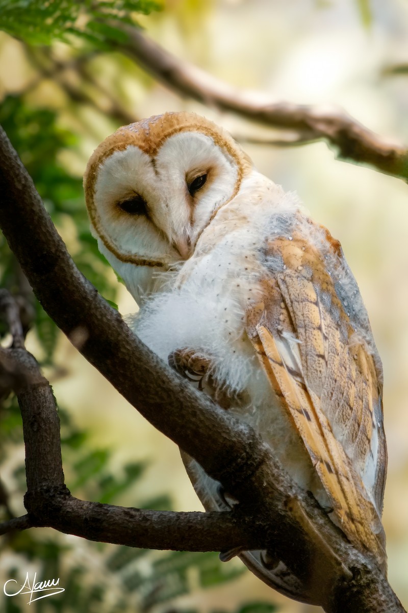 American Barn Owl - ML646779359
