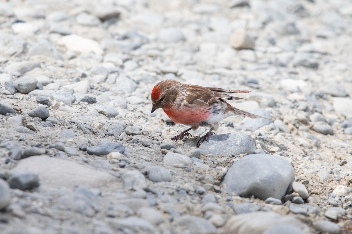 Redpoll - ML646779360