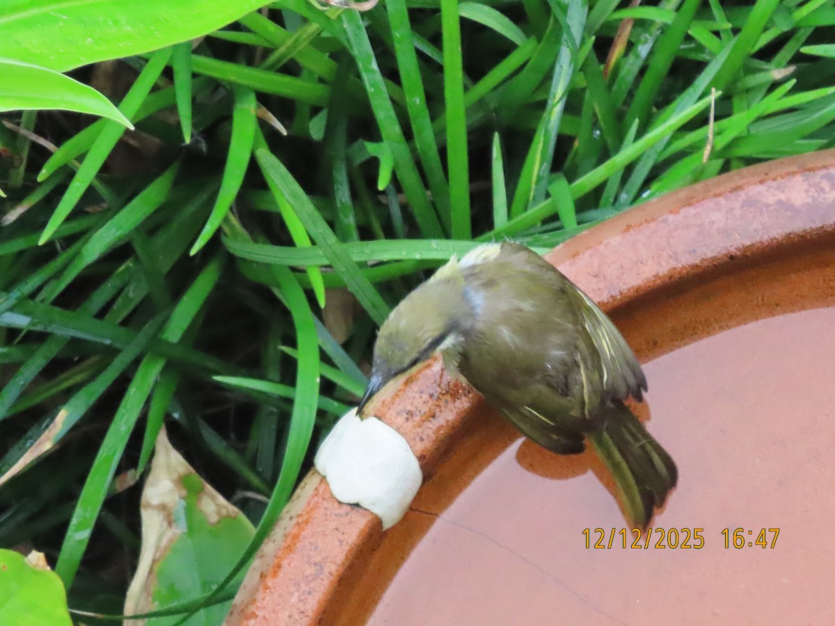 Mielero Versicolor - ML646779361