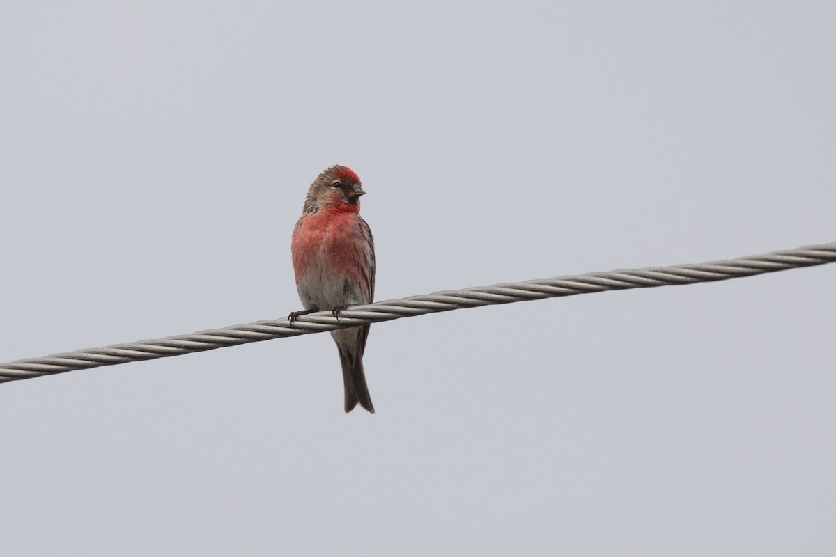 Redpoll - ML646779362