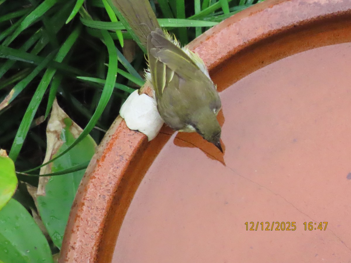 Mielero Versicolor - ML646779368