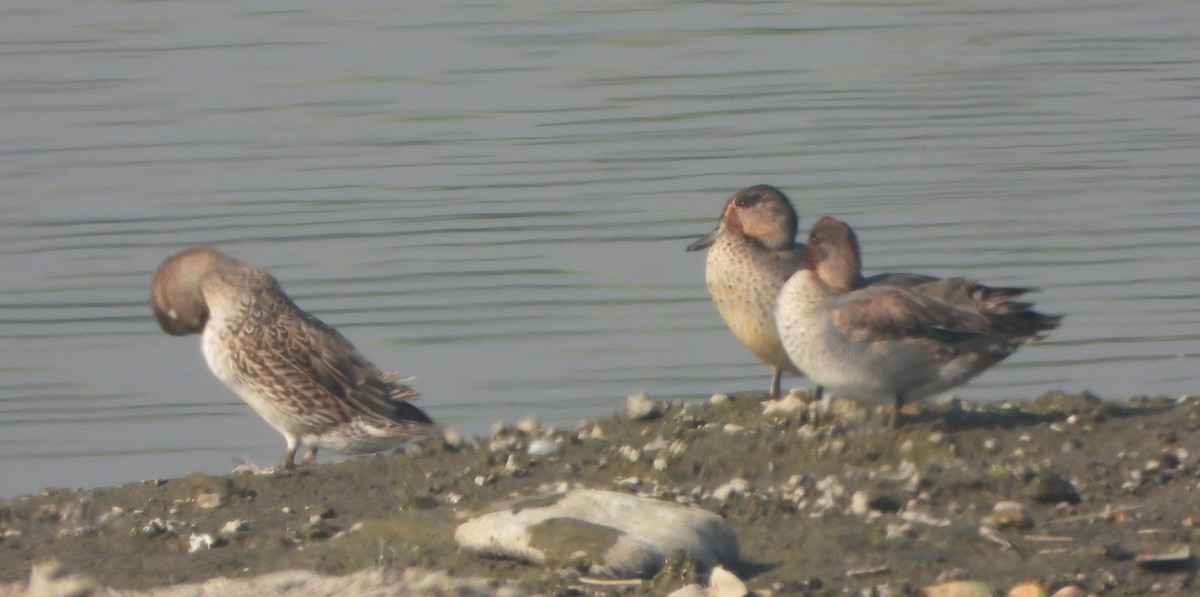 Cerceta Común - ML646779370