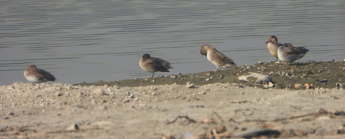 Cerceta Común - ML646779371