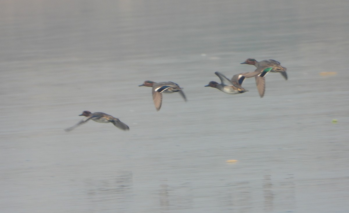 Cerceta Común - ML646779372