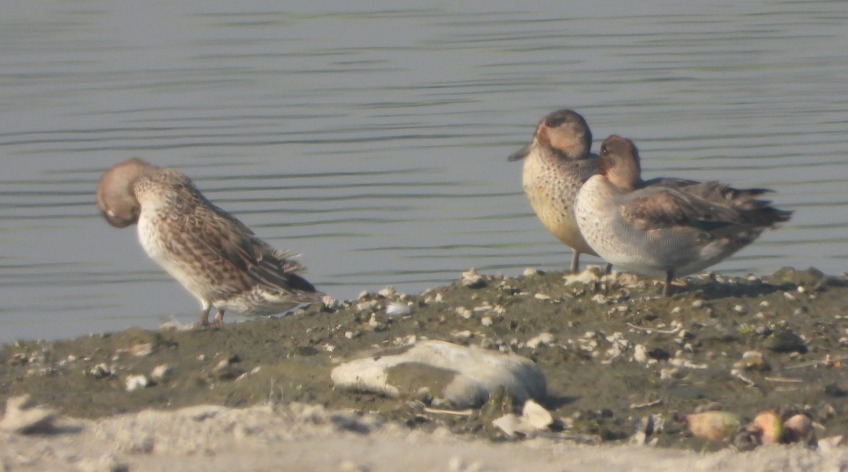 Cerceta Común - ML646779373