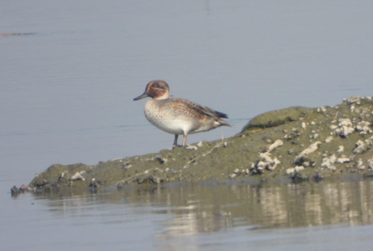 Cerceta Común - ML646779374