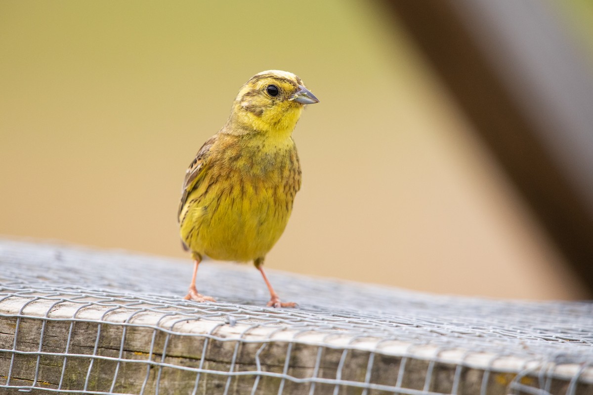 Escribano Cerillo - ML646779375