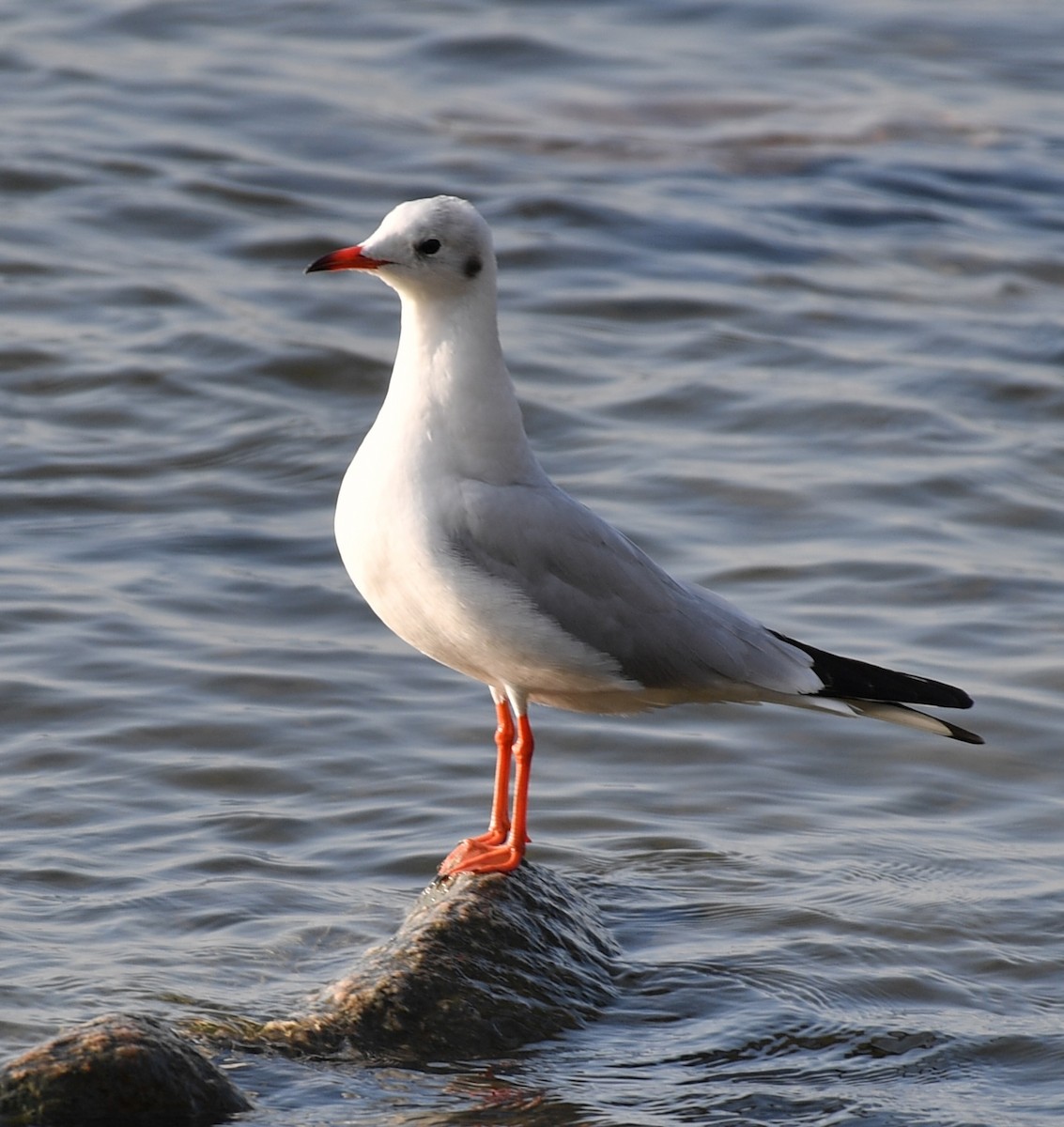 Gaviota Reidora - ML646779377