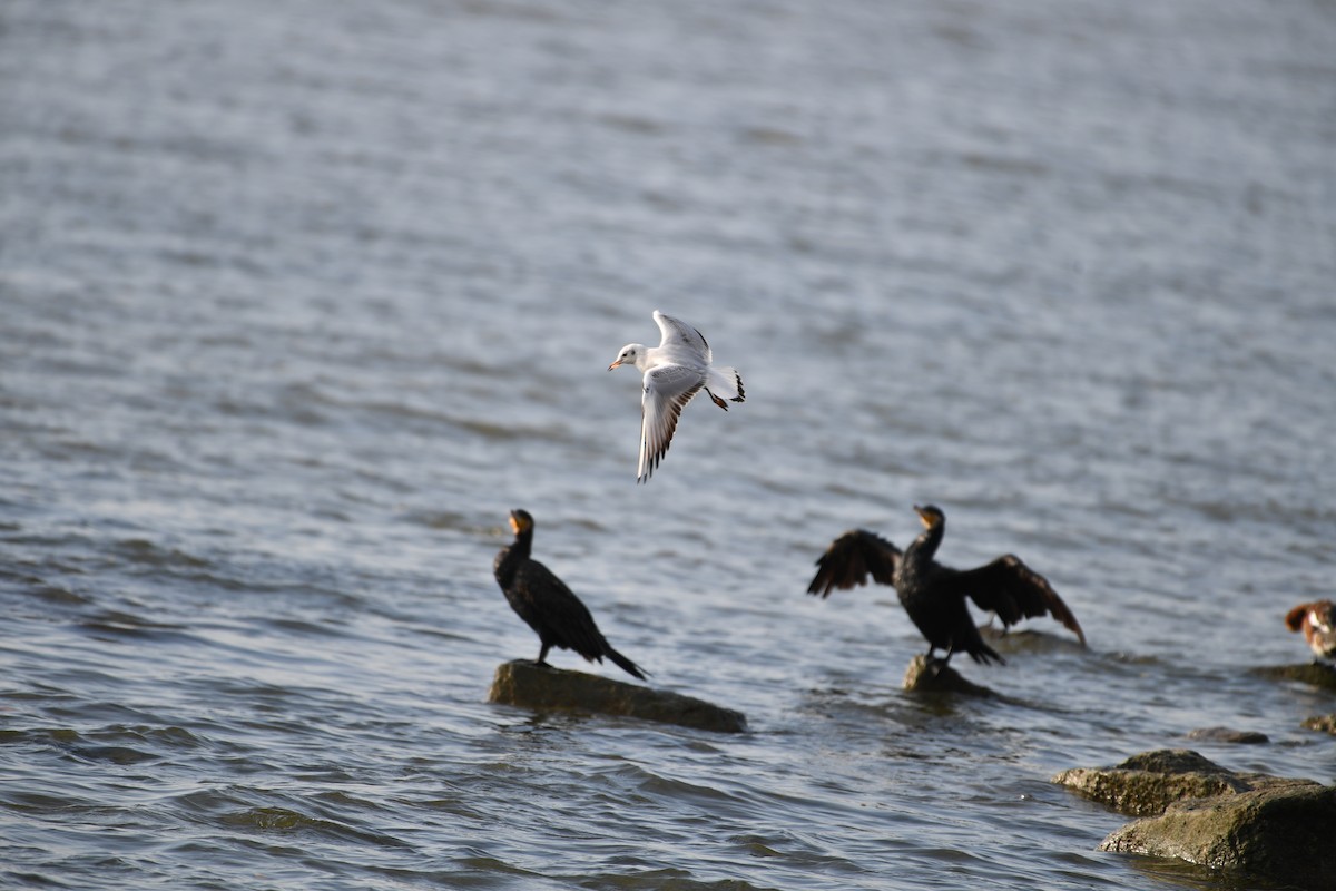Gaviota Reidora - ML646779378