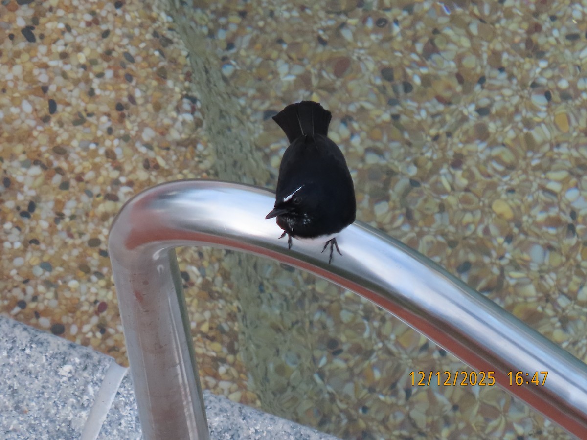 Abanico Lavandera - ML646779379