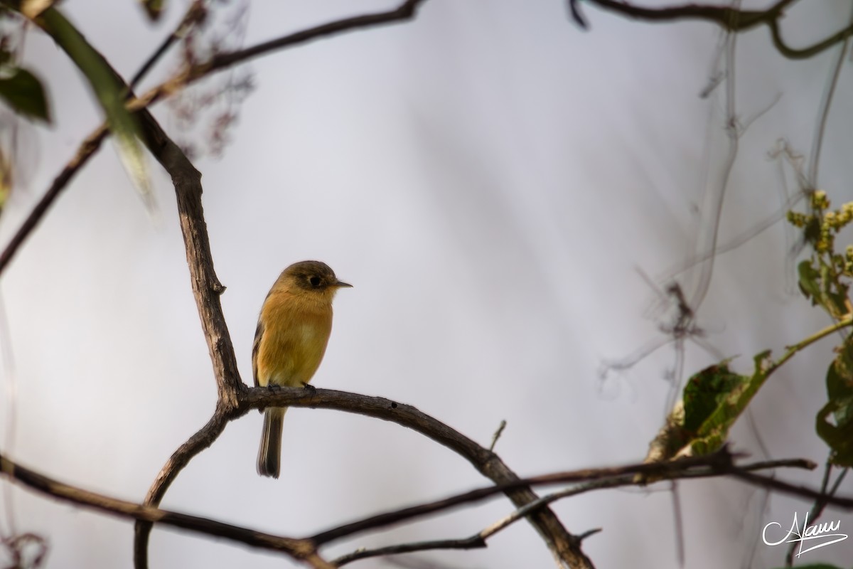 Mosquero Pechicanelo - ML646779380