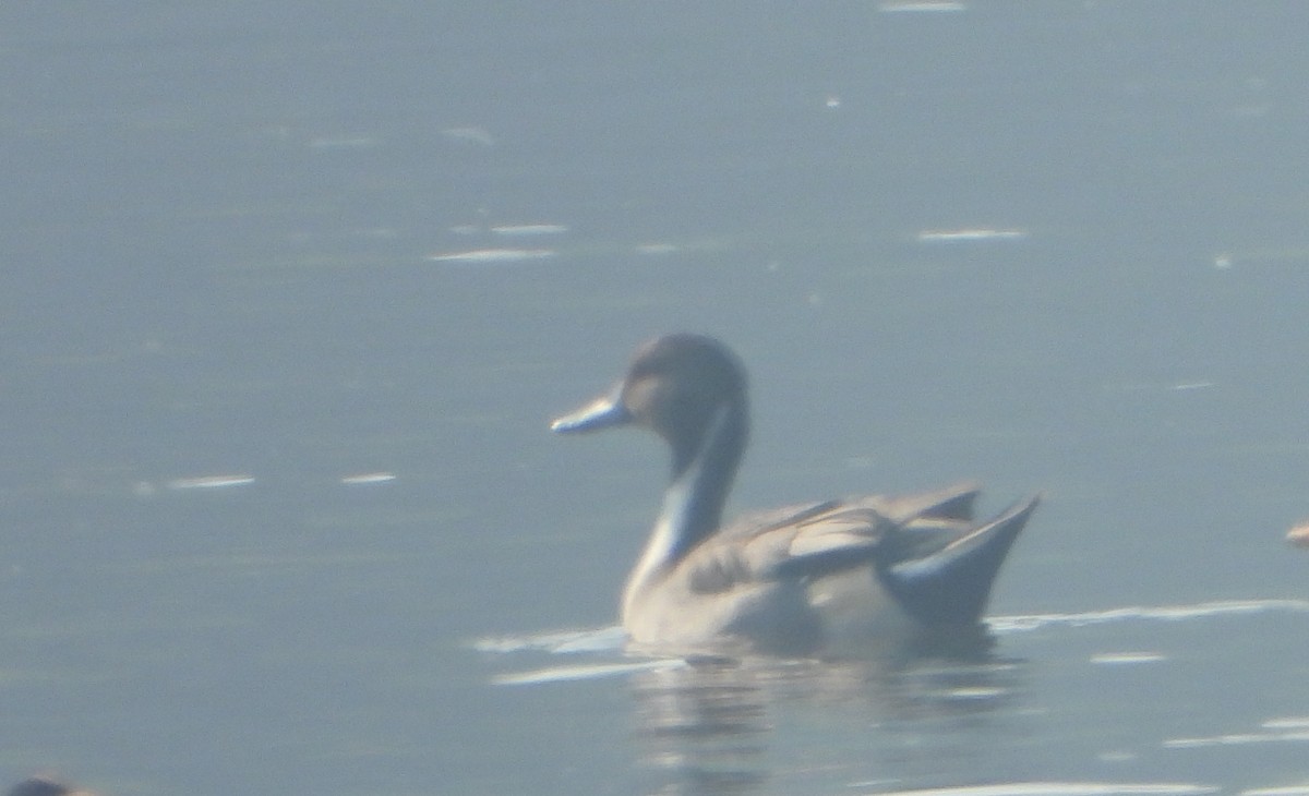 Ánade Rabudo - ML646779381