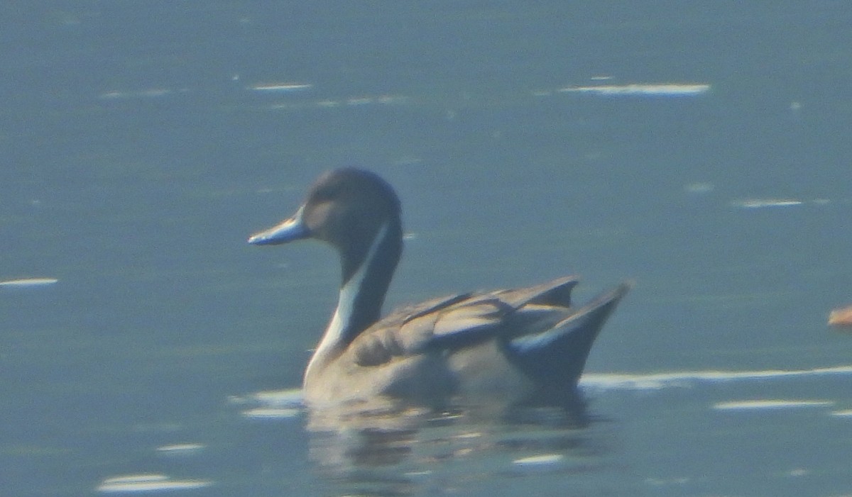 Ánade Rabudo - ML646779382